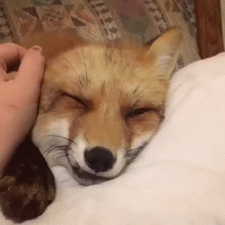 relaxed fox GIF