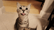 cat kiss GIF