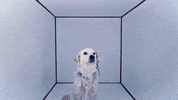 mergerecords puppy dogs plants doggo GIF