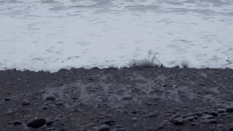 uviccampuslife giphygifmaker beach waves tide GIF