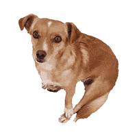 dog heart Sticker by Sinikka Li