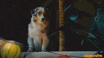 puppy love GIF by Nick At Nite