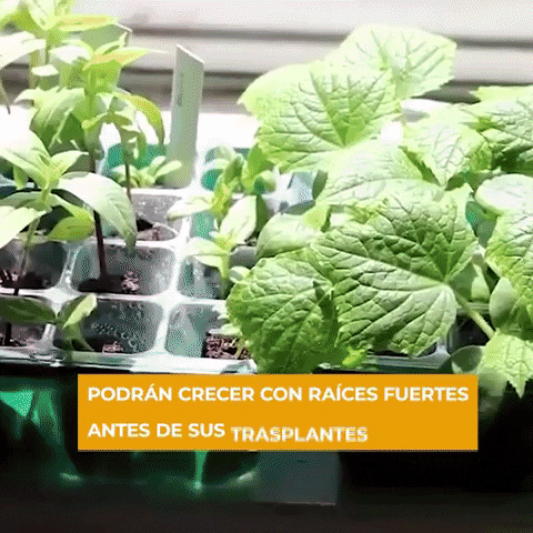 ATUCASASTORE1 giphygifmaker GIF