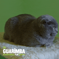 Bored Fat Cat GIF by La Guarimba Film Festival