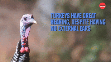 Turkeys have great hearing