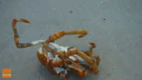 Crab Tumbles on the Ocean Floor