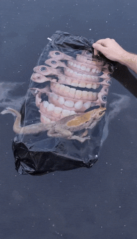 Bg Veo GIF by Aleksey Efremov