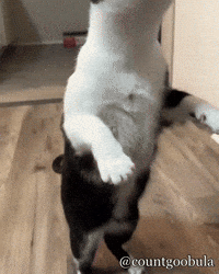 Hungry Tuxedo Cat GIF