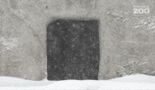 Brown Bear Snow GIF by Korkeasaari Zoo
