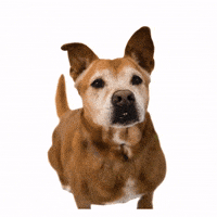Dog Adopt GIF by Humane Society Miami