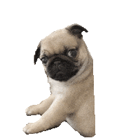 pug STICKER by imoji