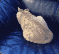 Cat Hiding GIF by Extreme Improv