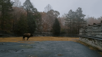 Young Bison Race in the Rain at North Carolina Zoo