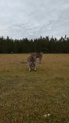 Curious Kangaroo Joey Pokes Head Out of Mom's Pouch as Pair Interact With Camera
