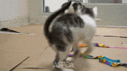 Racing Running GIF by ASPCA