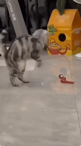 mamiparadise giphyupload GIF