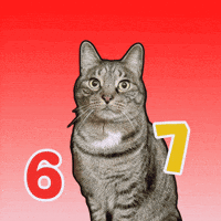 Funny Cats Cat Meme GIF by Furrend