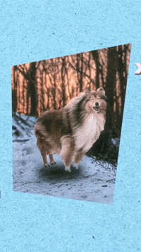 Good Boy Dog GIF