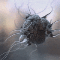 pylik weird life evil grow GIF