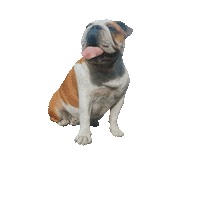 dog mir Sticker by IN MOTIONS