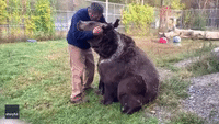 880-Pound Bear Gives Rescue Center Worker Playful Nibbles During Brush Down