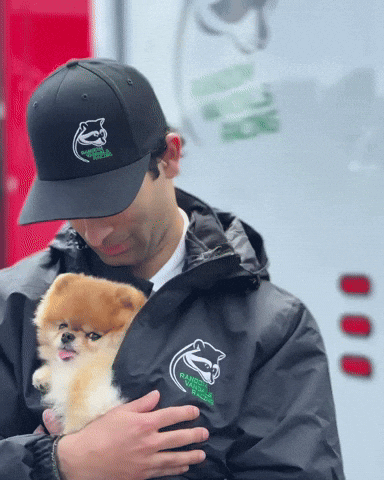 Pomeranian Kroshka GIF