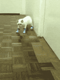 high heels cat GIF