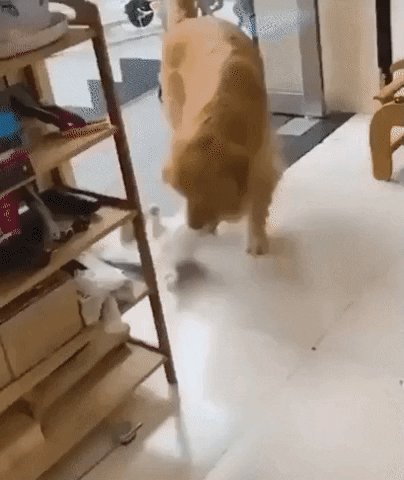 cuteanimalland giphyupload GIF