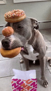 Pit Bull Shows Off for Donut Day