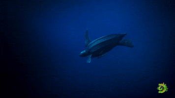 Leatherback Turtle | Expedition Deep Ocean
