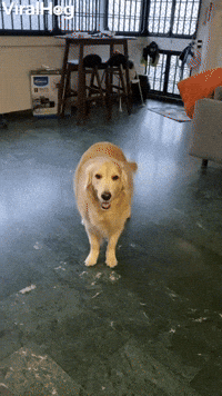 Sitting Dog Starts to Slide