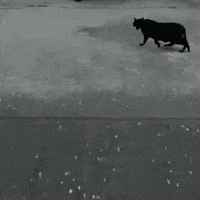 Dance Cat GIF
