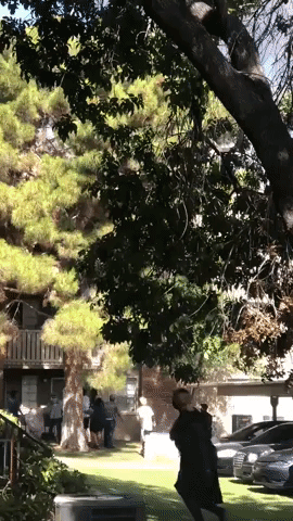 Families Forced to Throw Children From Balconies as Deadly Fire Hits Phoenix Apartments
