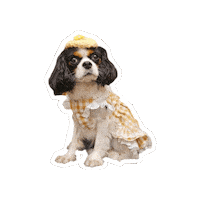 Cavalierkingcharlesspaniel Sticker