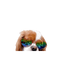 Cavalierkingcharlesspaniel Sticker