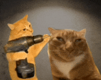 Cat GIF