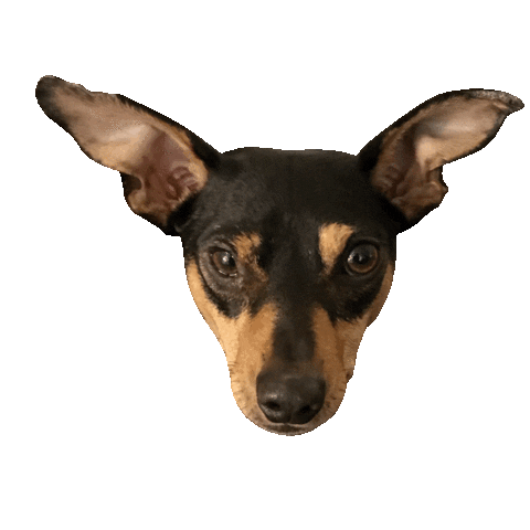 dog wink Sticker by Part IV