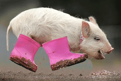 Pig Boots GIF