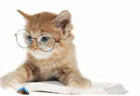 cat GIF