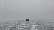 Sharks Jaws GIF by Shark Week