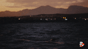 Air Jaws Wow GIF by Shark Week