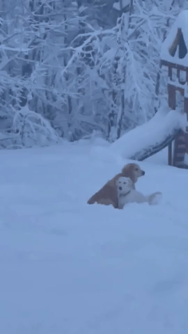 Snow Reaches 'Dog Tunneling' Depth