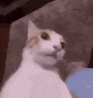 Cat Wow GIF
