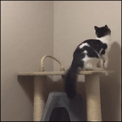 cat prayers GIF