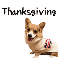 Thanks Thanksgiving Sticker