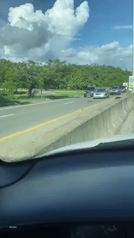 Emu on the Loose Stops Traffic on Highway in Puerto Rico