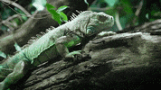 GIF by Sesame Street