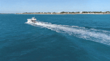 I'm Gonna Go And Evaluate Shark Skin