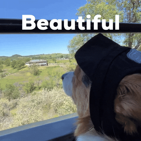 Dog Corgi GIF