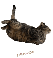 Cat Rolling Sticker